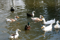 Cumberland River Cruise